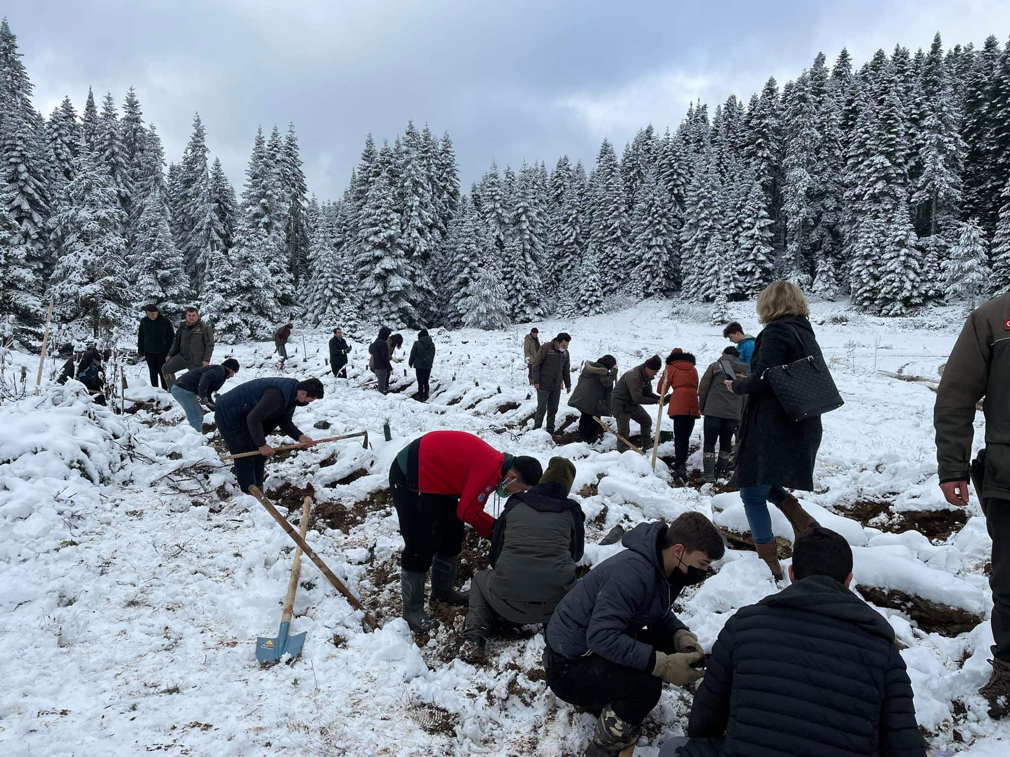 Ayancık'ta Fidan Dikimi Gerçekleştirildi