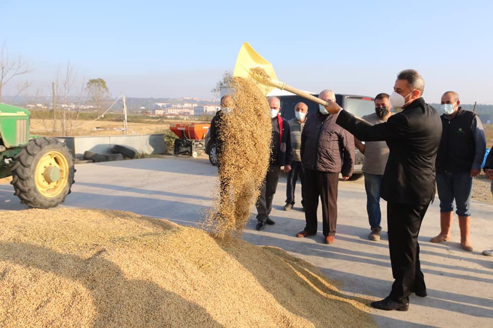 Sinop Valisi Çeltik Hasadı yapan üreticilerle birlikte