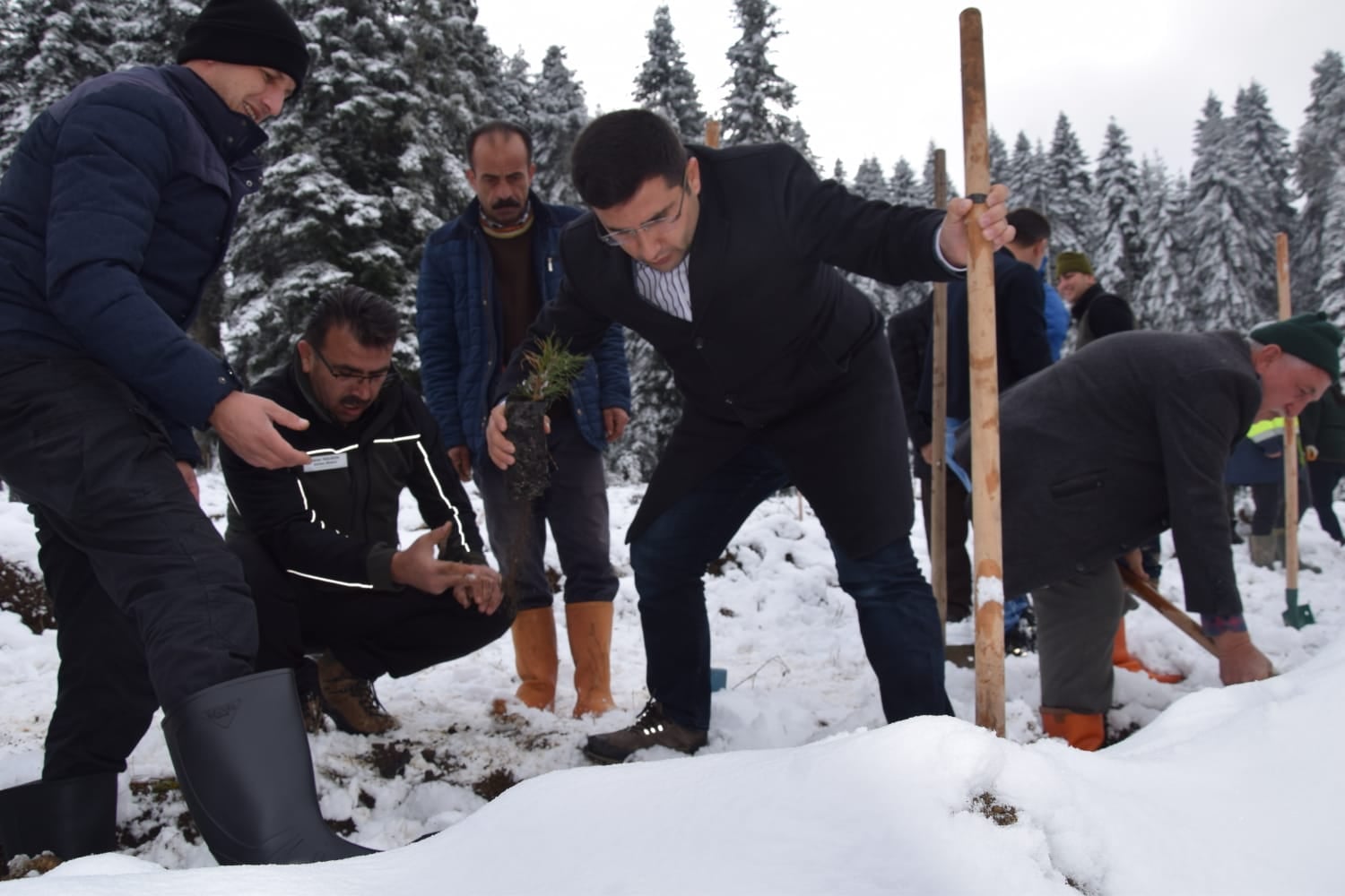 Ayancık'ta Fidan Dikimi Gerçekleştirildi