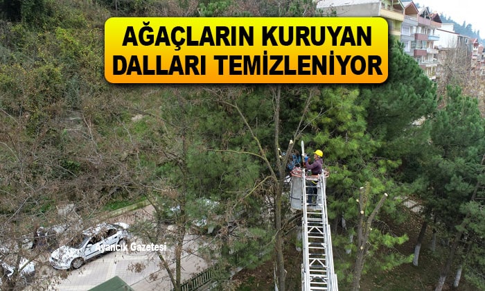 Daha Yeşil bir Ayancık İçin Çalışmalar Sürüyor