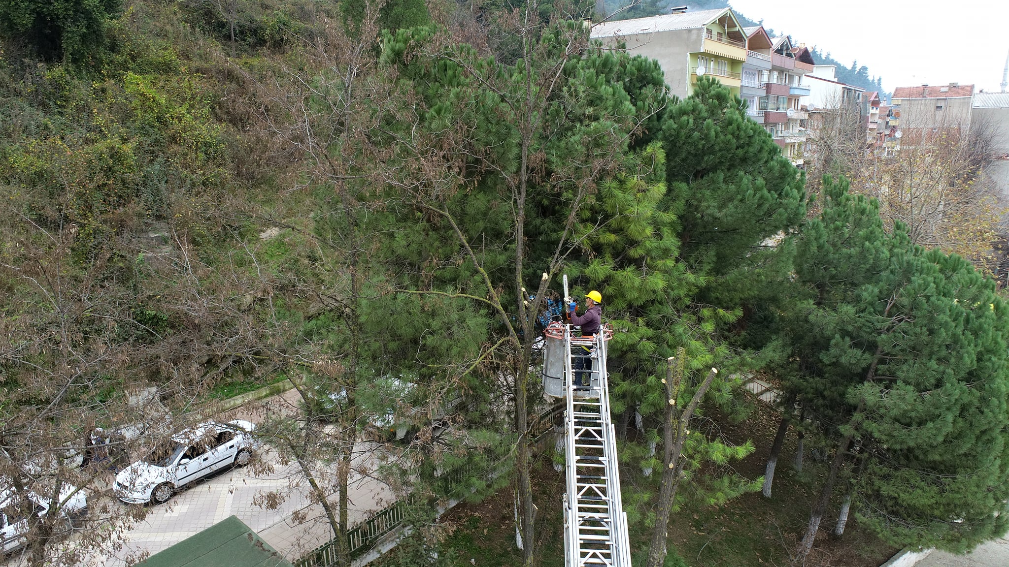 Daha Yeşil bir Ayancık İçin Çalışmalar Sürüyor