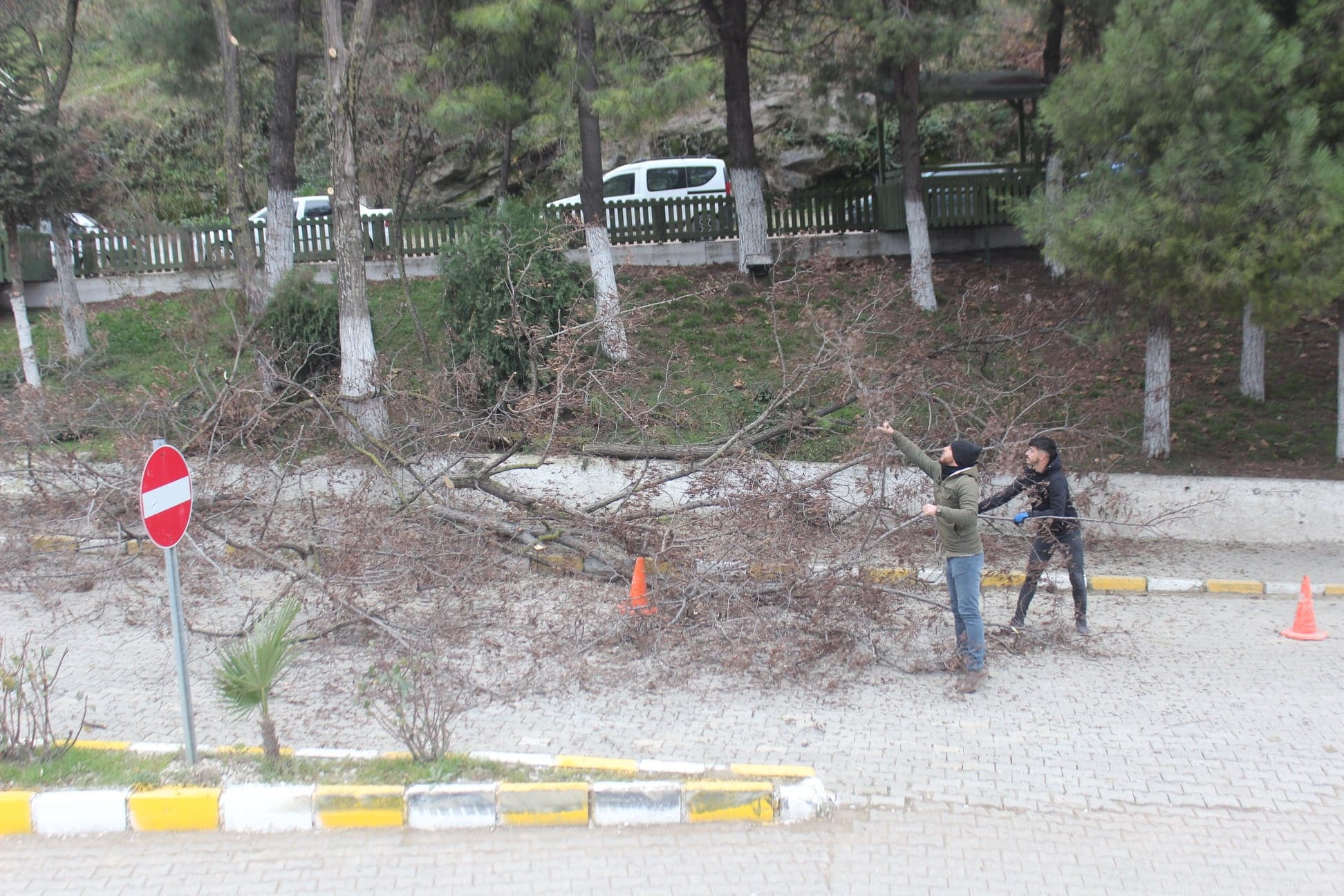 Daha Yeşil bir Ayancık İçin Çalışmalar Sürüyor