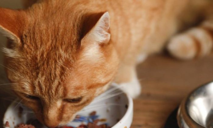 Kedi Maması ve Kedi Ürünleri Avantajlı Fiyatlarla Uygunpetgross.com.tr ‘de!