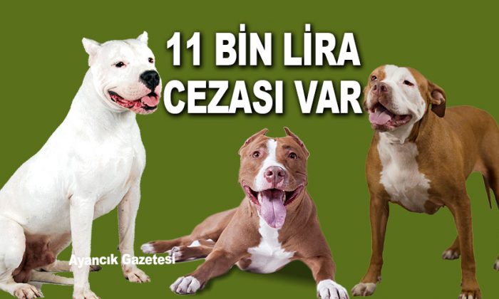 DİKKAT! Tehlikeli köpek ırkları için yeni dönem