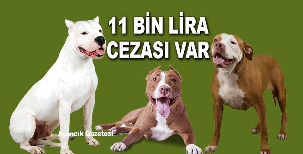 DİKKAT! Tehlikeli köpek ırkları için yeni dönem