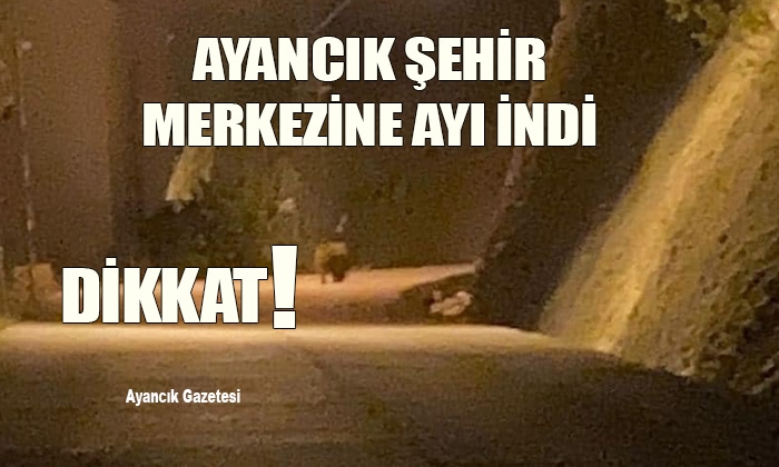 Ayancık merkeze ayı indi