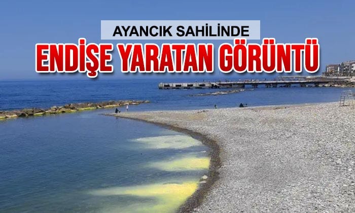 Ayancık Sahilinde Endişe Yaratan Görüntü