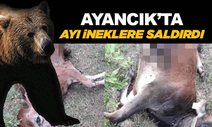 Ayancık’ta Büyükbaş Hayvanlar Telef Oldu