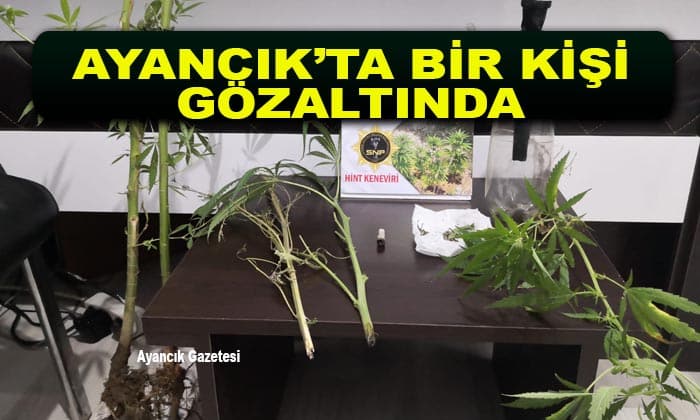 Ayancık’ta Bir Kişi Gözaltında