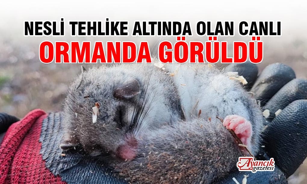 Kastamonu’da nesli tehlike altında olan yediuyur görüldü