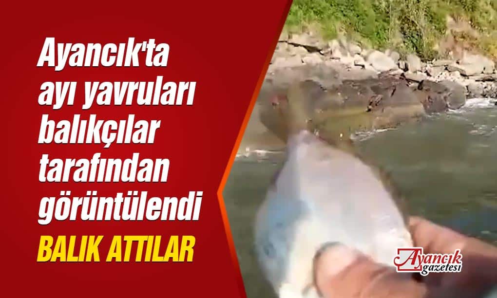 Ayancık’ta ayı yavruları balıkçılar tarafından görüntülendi