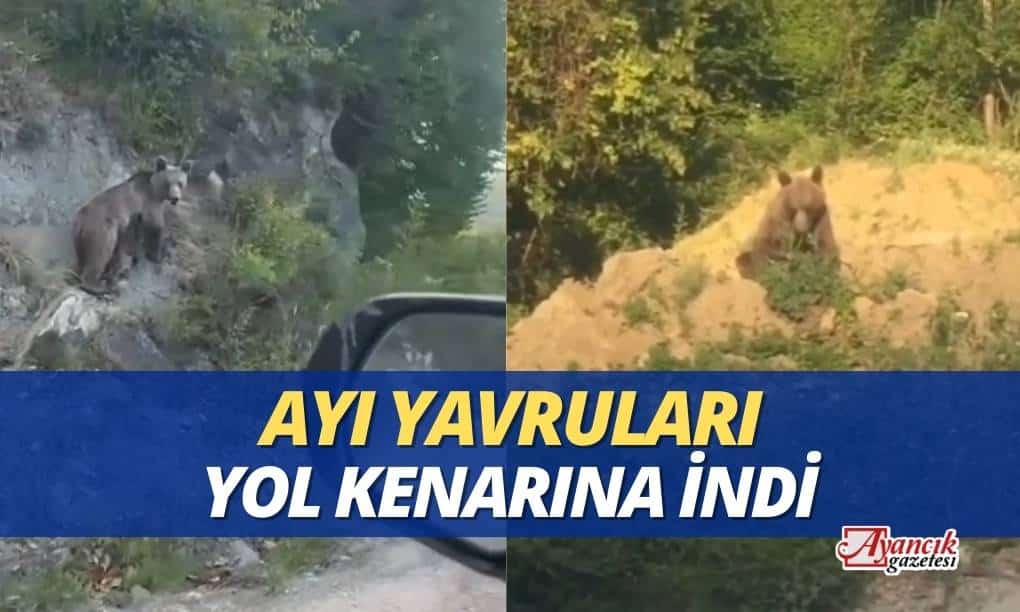 Ayancık’ta Ayılar Yol Kenarına İndi