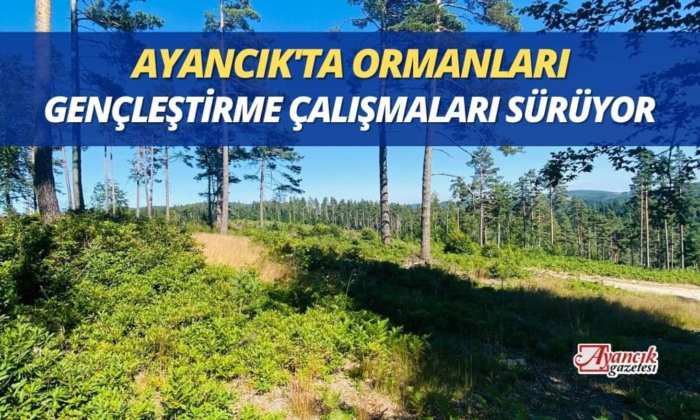 Ayancık’ta Ormanları Gençleştirme Çalışmaları Sürüyor