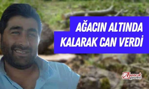 Ağacın altında kalarak hayatını kaybetti