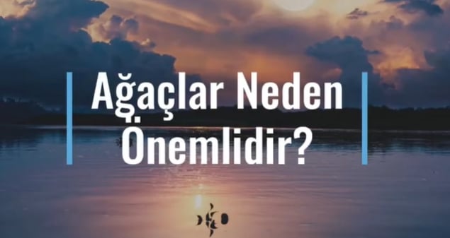 Ağaçların Doğaya Önemi ve 5 Faydası