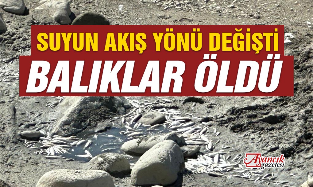 Suyun Akış Yönü Değişti, Balıklar Öldü