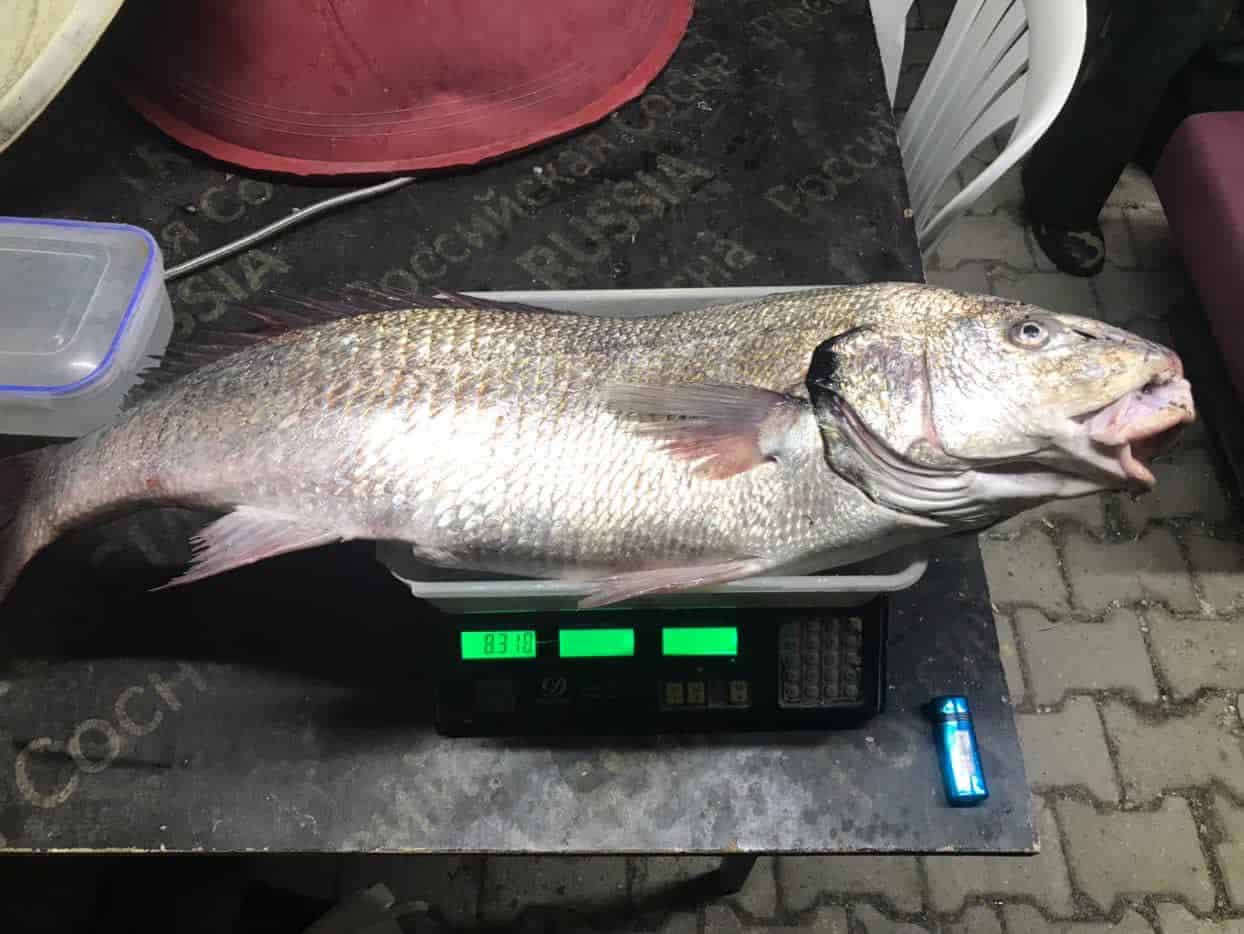 Ayancık'ta 8 Kilo Kötek Balığı Yakalandı