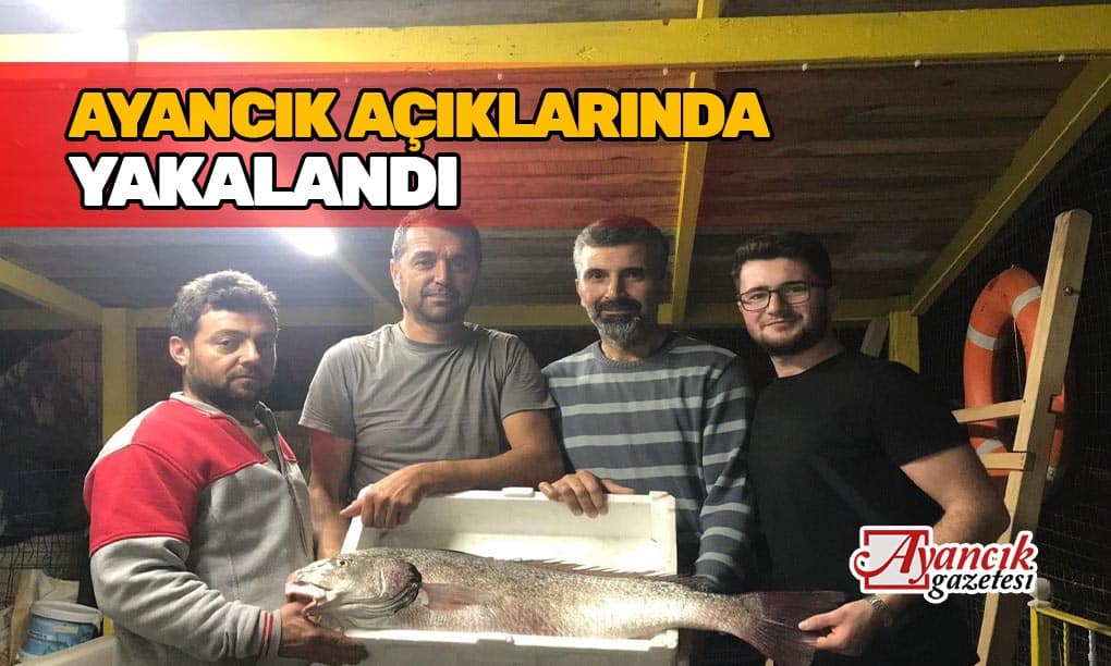 Ayancık’ta 8 Kilo Kötek Balığı Yakalandı