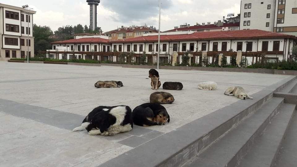 Boyabat Kaymakamı Enver Yılmaz Köpek Sorununu  Masaya Yatırdı…