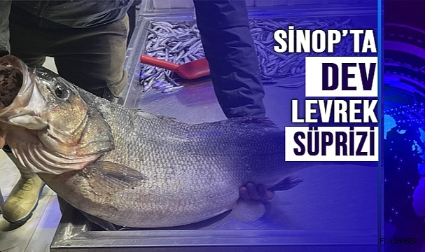 DEV LEVREK YAKALANDI!