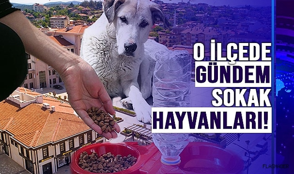 Boyabat’ın Gündemi Sokak Hayvanları