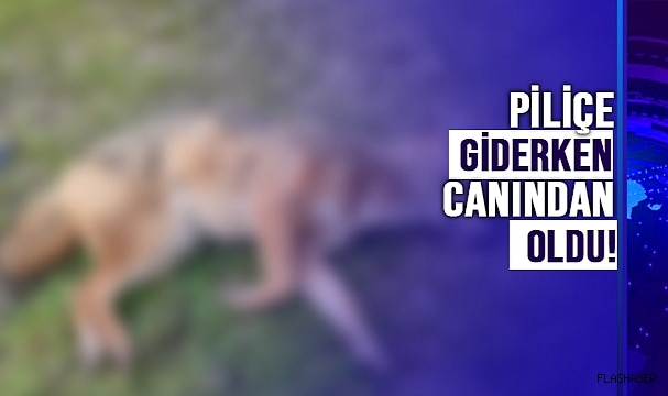 SİNOP’TA KÜMESLERE DADANAN ÇAKALA OTOMOBİL ÇARPTI!