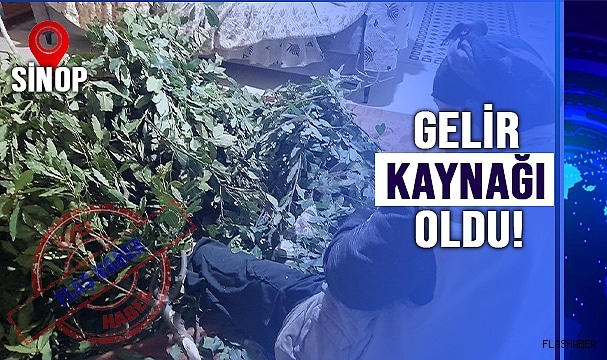DEFNE YAPRAĞINA YOĞUN İLGİ!
