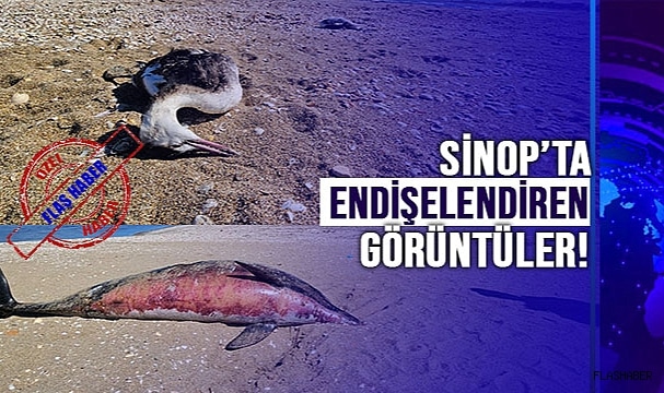 ÖLÜ YUNUS VE KUŞLAR PANİK YARATTI!