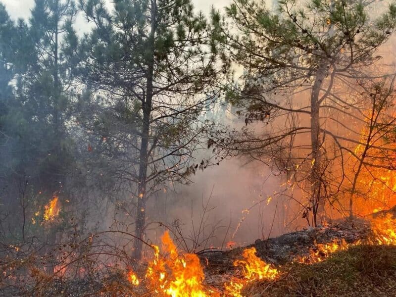 SİNOP Dikmen Kerim Köyünde çıkan orman yangını söndürüldü…