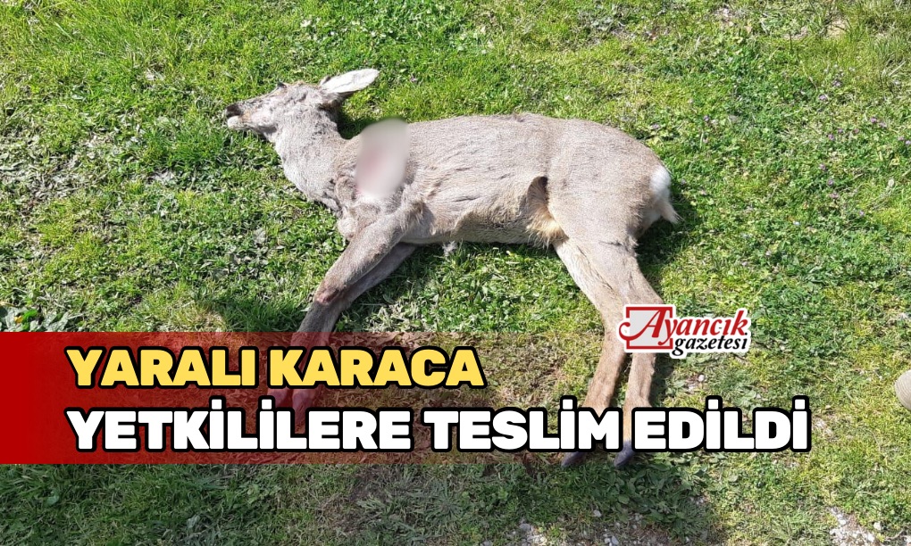 Yaralı Karacayı Yetkililere Teslim Etti