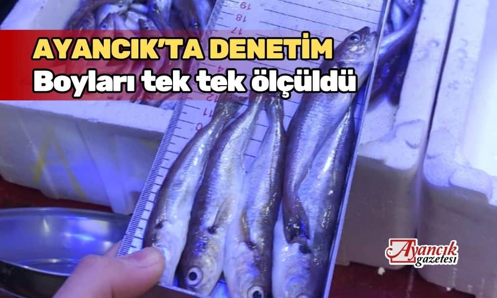 Ayancık’ta balık denetimi: Boyları tek tek ölçüldü