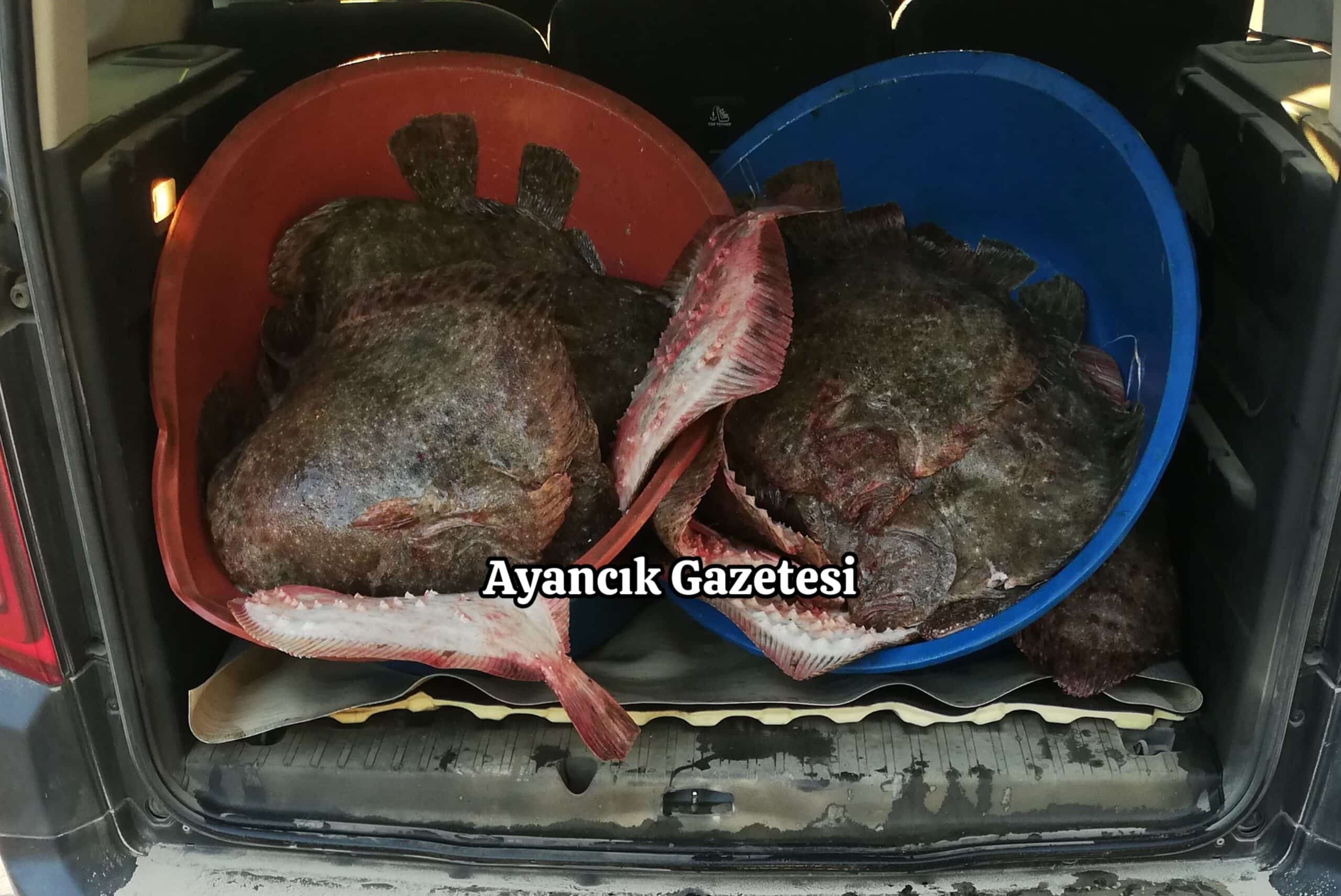 Ayancık‘ta kaçak avlanan 81 kalkan balığı ele geçirildi