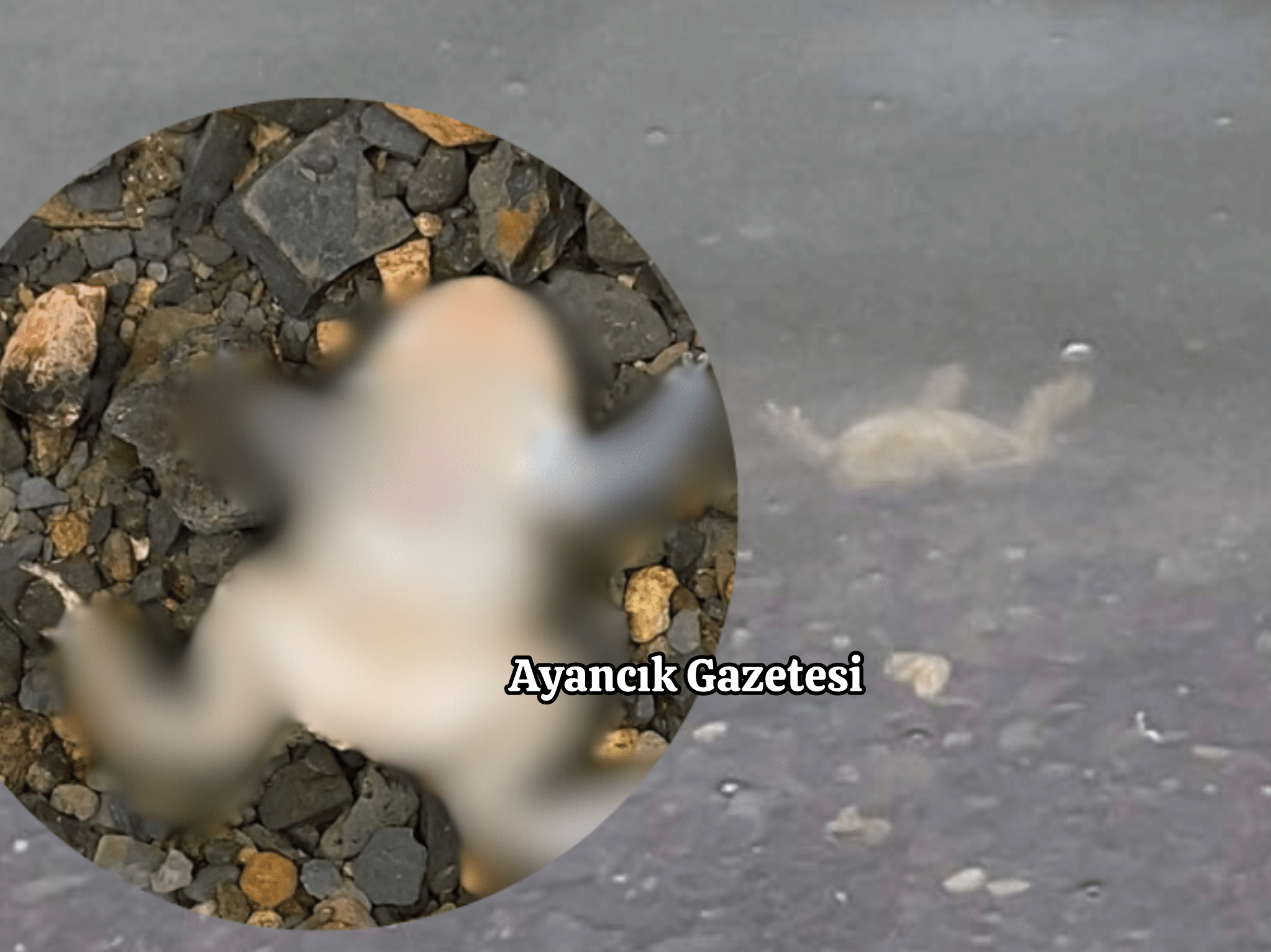 Akgöl’de Korkutan Görüntüler