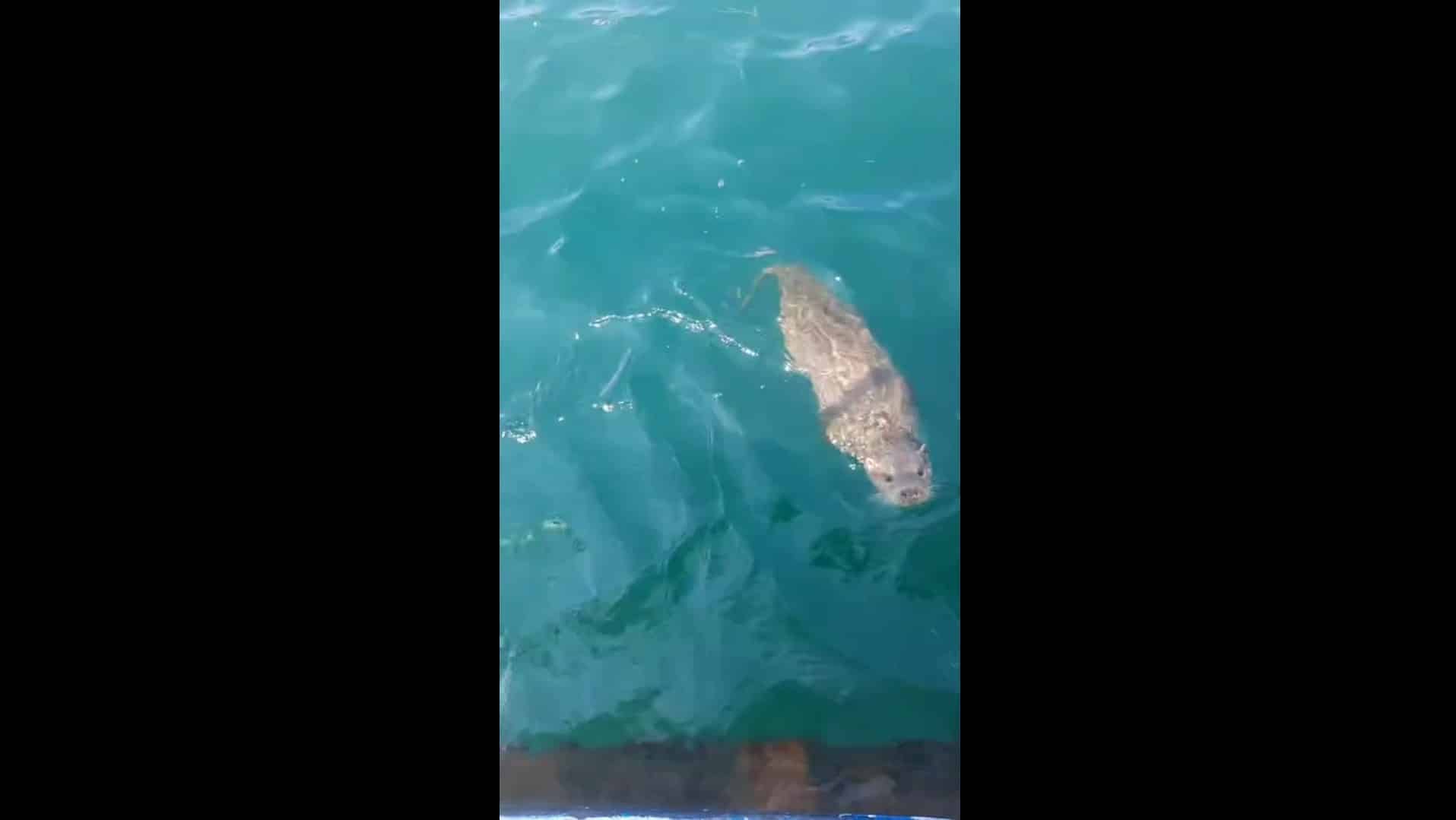 Sinop Limanında Su Samuru İnsanlarla Yakınlık Kurdu