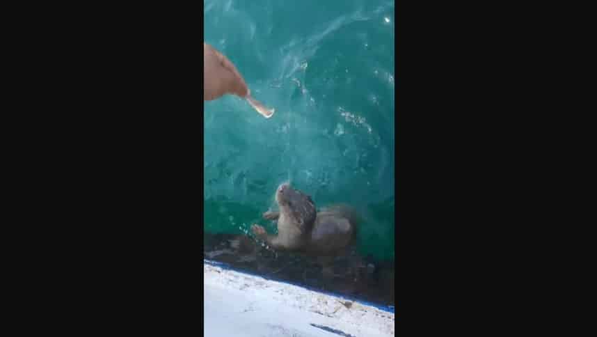 Sinop Limanında Su Samuru İnsanlarla Yakınlık Kurdu