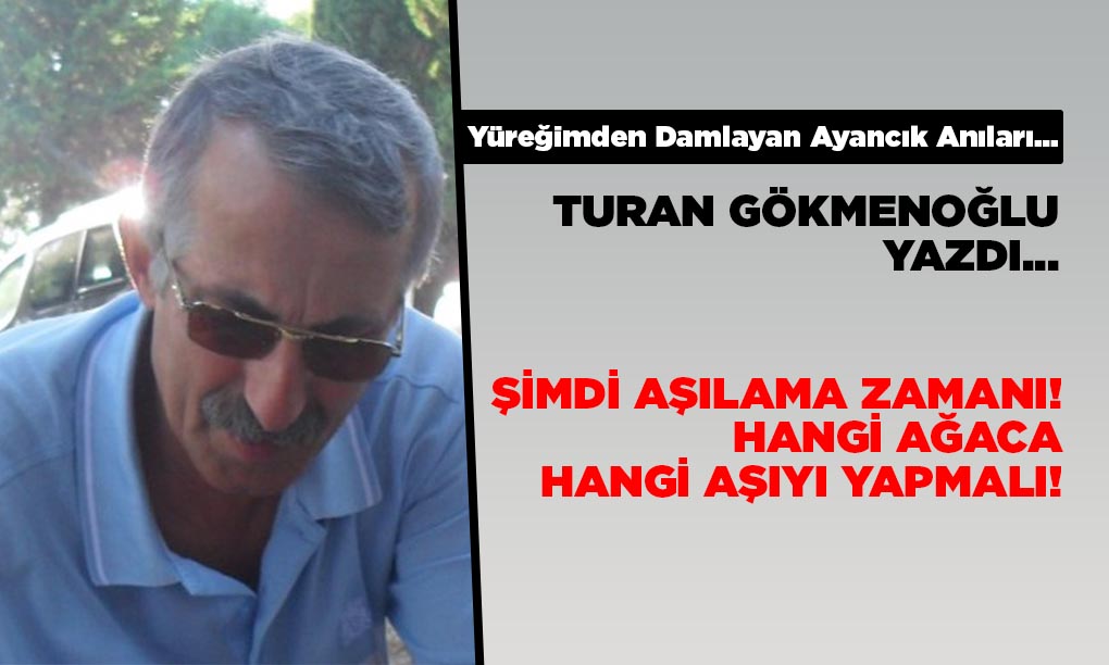 Şimdi Aşılama Zamanı! Hangi Ağaca Hangi Aşıyı Yapmalı!