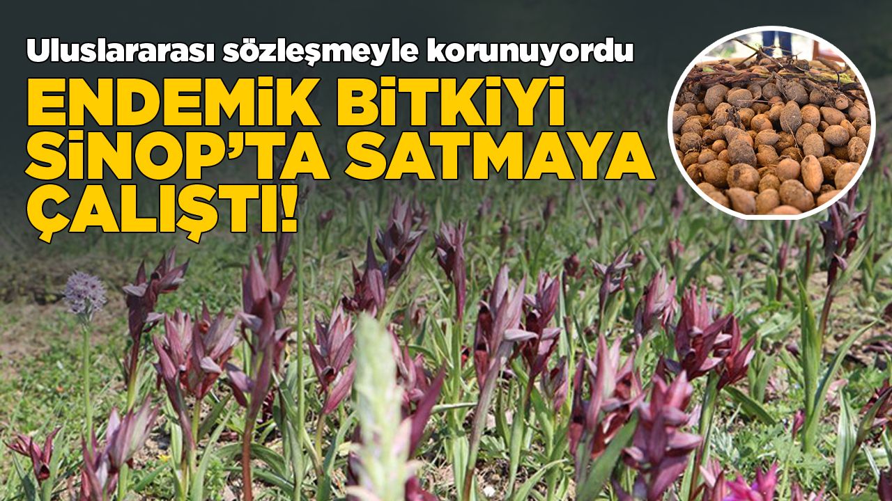 Sinop’ta Kaçak Bitki Ticaretinde Bulunan Kişi Yakalandı