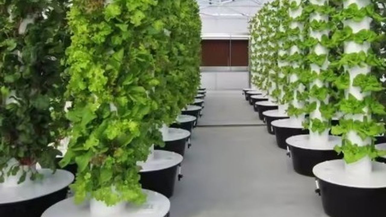 Sinopya Kadın Kooperatifi Tarımda Yenilikçi Bir Adım Atıyor!