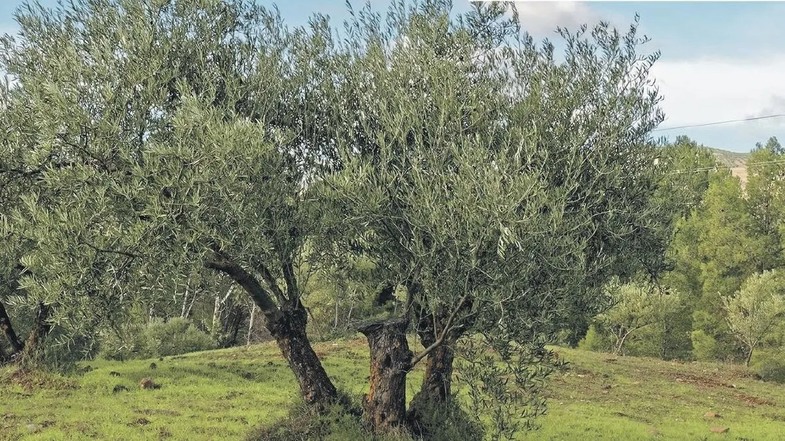 Zeytin Ağaçlarının Taşınabilirliği ve Süreci