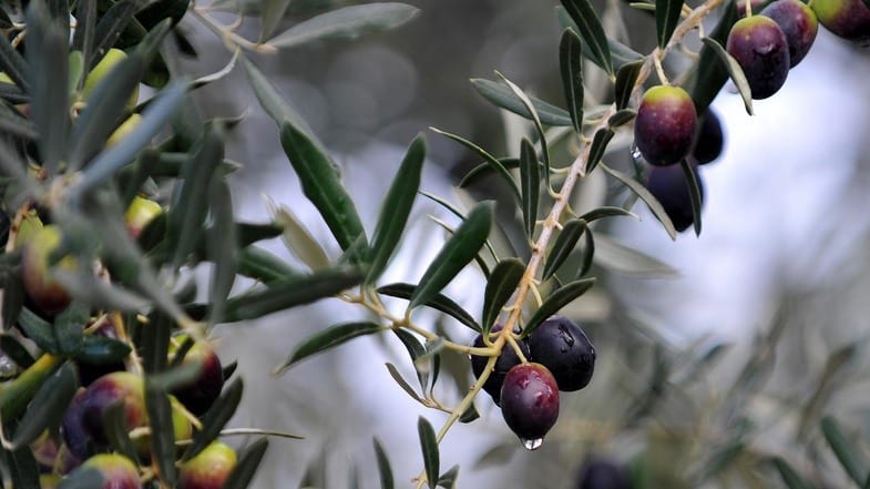 Zeytin Ağaçlarının Taşınabilirliği ve Süreci
