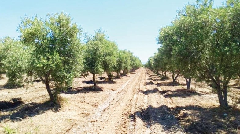 Zeytin Ağaçları Taşınabilir Mi? Bilimsel Olarak Mümkün Mü?