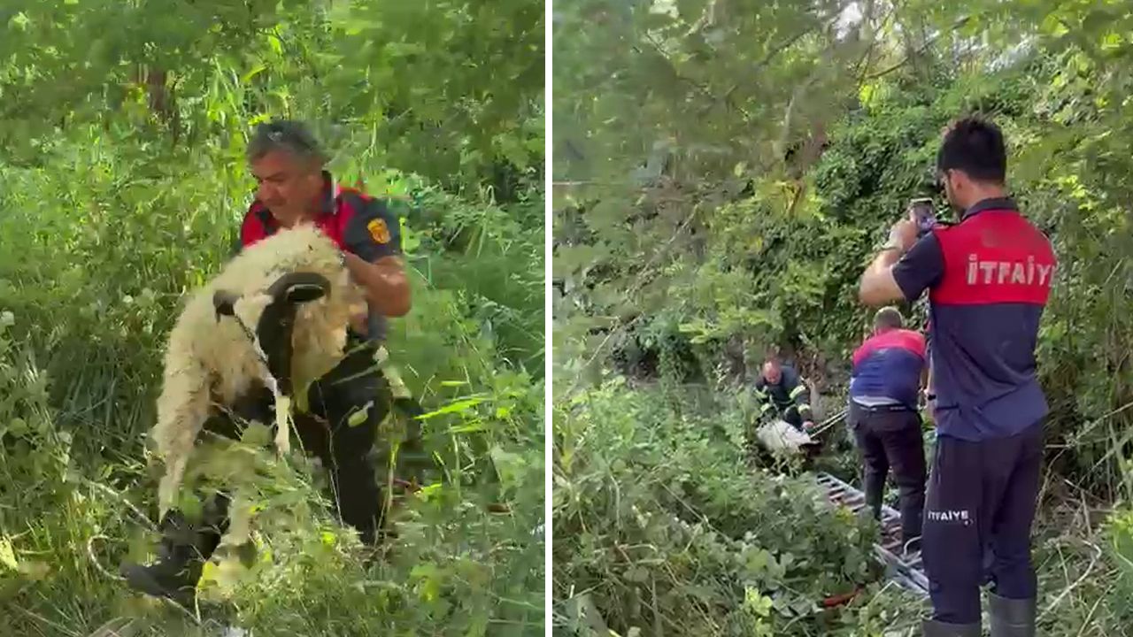 Sinop’ta Dereye Düşen Koyun, İtfaiye Ekipleri Tarafından Kurtarıldı