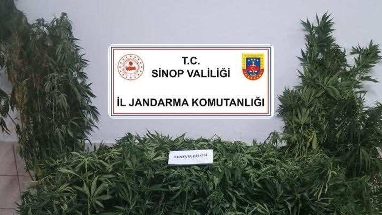 Sinop’ta Gerçekleştirilen Uyuşturucu Operasyonunda Bir Şüpheli Tutuklandı