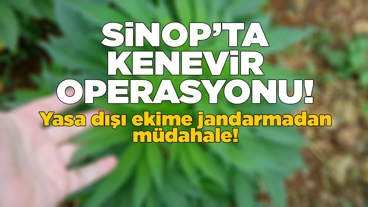 Sinop’ta kaçak kenevir eken şahıslar yakalandı