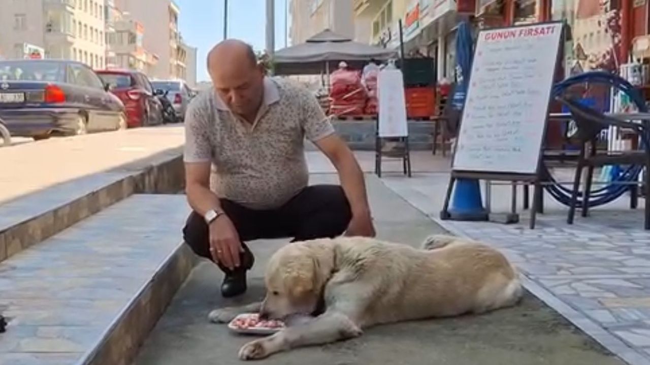 Sokak Hayvanları İçin Duyarlı Çağrı