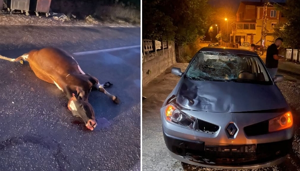 Türkeli’de Trafik Kazası: Otomobil İneğe Çarptı