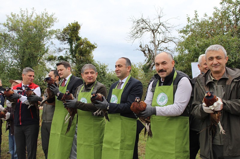 İncirpınarı Köyü’nde 250 Sülün Doğaya Salındı