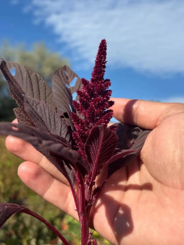 Yüksek Proteinli Amaranth Bitkisi, Sinop Topraklarında Yetişiyor
