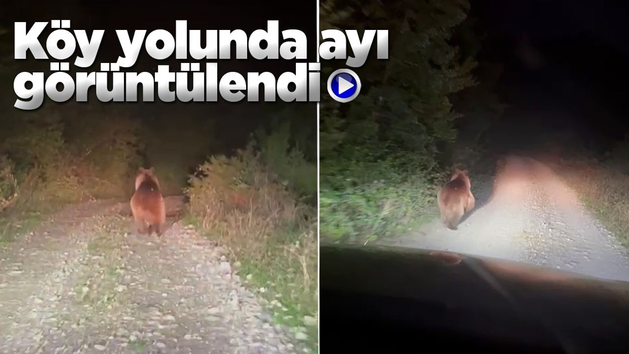 Ayancık’ta köy yolunda koşan ayı görüntülendi