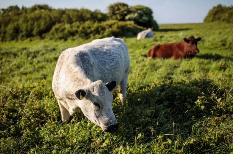Hastalığın Belirtileri ve İlerleyişi